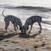 Residenz Lausitz - Apartments für Urlaub mit Hund