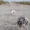 Residenz Lausitz - Apartments für Urlaub mit Hund