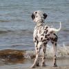 Residenz Lausitz - Apartments für Urlaub mit Hund