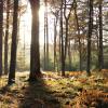 Sway Road, Brockenhurst, Hampshire, SO42 7SH, England.