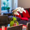 Apartment Zittera - Adults only