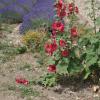 Le Petit Labouret