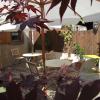 Apartment in Riquewihr near Vineyards