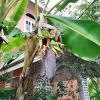 Tobago Hibiscus Golf Villas & Appartments