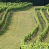 Winzerzimmer - Weingut Tinhof