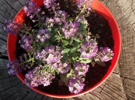 Djurdja Apartment, Hotel in Aranđelovac