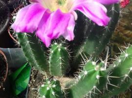 Kaktus, hotel in Kaluđerovo