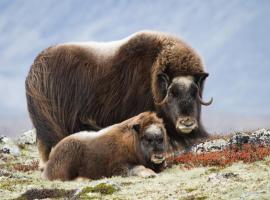 Basecamp Frich`s Hjerkinn、Hjerkinnのホテル