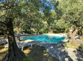 La Picholine en Provence