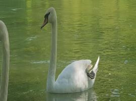 Hotel Photo: Studio apartman Swan