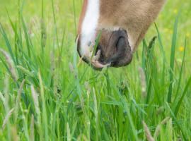 Ranch Marina, hotel i Koče