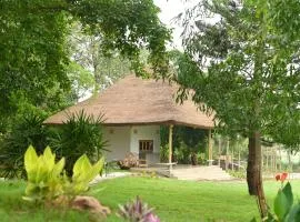 Fireflies Kabini