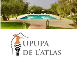 Upupa de l’Atlas