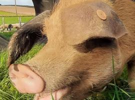 Sheepinn de geul, viešbutis mieste Tielt