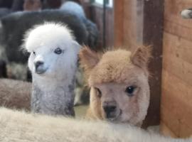 รูปภาพของโรงแรม: B&B Canossalpaca