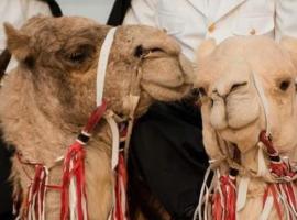 Faima, hotell sihtkohas Douz