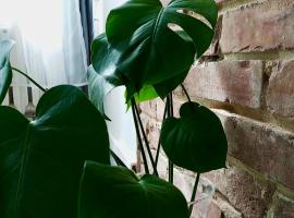 酒店照片: Apartament MONSTERA