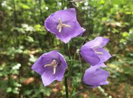 Homestead in the forest, hotel v destinaci Kamenica
