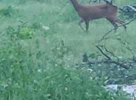 Zoey's House、プルジネのホテル