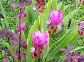 ไร่เจาทองรีสอร์ท, Hotel in Ban Nong Mai Kaen