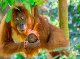Sumatran OrangutanTRAILS, hotel in Bukit Lawang