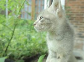 Chrisma Bed and Breakfast, ξενοδοχείο σε Tomohon