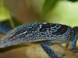 Raja Ampat Herping, hotel in Sageurin
