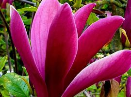 Magnolija, hotel in Liepāja