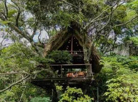 Yambaru Wild Treehouse Kidzy
