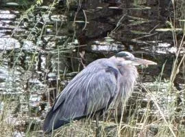 CROOКED TREE LODGE Belize