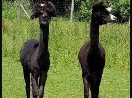 Landhaus Pfahlershof