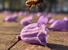 美洲嘉年华改革大道酒店