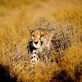 Inverdoorn Game Reserve Lodge, Hotel in Breede River DC