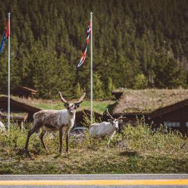 Saltdal Turistsenter、Storjordのホテル