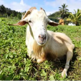JO's Farmstay-charming holiday farm close to famous Muri Beach, hotel a Rarotonga