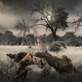 Big Cats Namibia Farmstays、オウチョのホテル