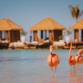 Renaissance Wind Creek Aruba Resort, hotel i Oranjestad