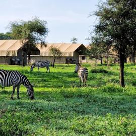 Africa Safari Ngorongoro Ndutu Camping, hotelli kohteessa Sinoni