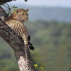 Kruger Yebo Safari Tents-Stay Inside Kruger, hotell i Skukuza