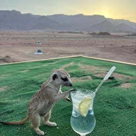 Brandberg White Lady Lodge, hotel em Uis