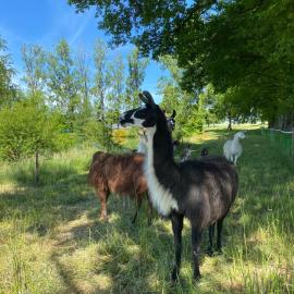La Ferme des Lamas Dordogne, hotel in Saint-Cyr-les-Champagnes