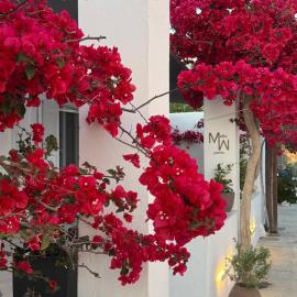 Mellow Paros
