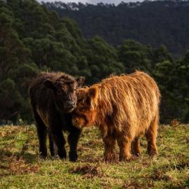 Ruby's Cottage Farm Stay, hotel in Port Arthur
