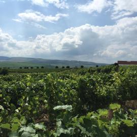 Transylvania WINE، فندق في توردا