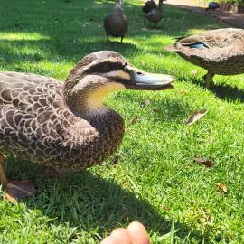 Adamsons Riverside, Hotel in Margaret River