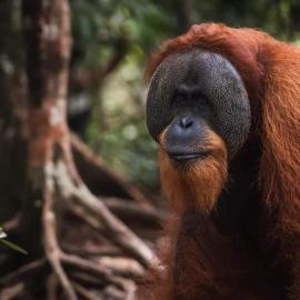 Sumatra Orangutan Tours Orangutan Trekking with Airport Pick Up Drop Off and Accommodation Trekking Required for All Bookings, hotel v mestu Bukit Lawang