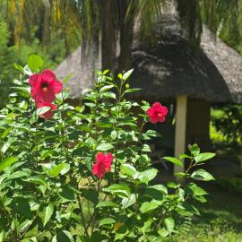 bungalow Bleu, hotel v Nosy-Be