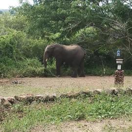 Pop Lamont Camp, hotell sihtkohas Chobe