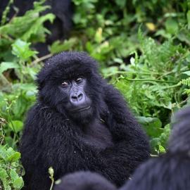 Gorilla Quest Africa, hotel di Kigali