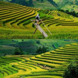 Mùa Vàng Homestay Mù Cang Chải